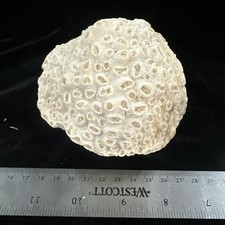 Coral brain coral for sale  Warner Robins
