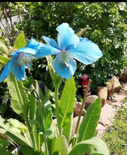 Meconopsis lingholm blue for sale  NEWRY