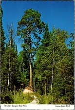 Largest red pine for sale  Valley City
