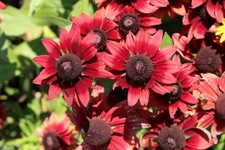 Rudbeckia cherry brandy for sale  RICHMOND