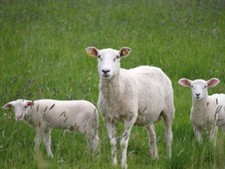 Schaf ziegen weidemischung gebraucht kaufen  Öhringen