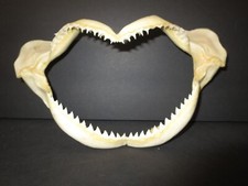 shark taxidermy for sale  Plainfield
