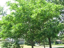 Mixed hickory starter for sale  Center