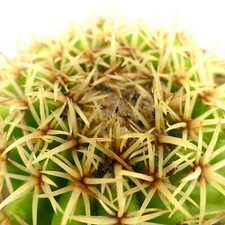 Echinocactus grusonii forma usato  Napoli