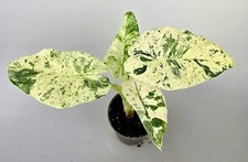 Schöne alocasia macrorrhiza gebraucht kaufen  Obertshausen