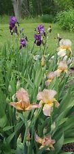 Tall bearded iris for sale  Burlison