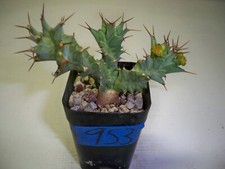 953 euphorbia groenewaldii for sale  El Cajon