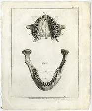 Usado, 16 estampas antigas-HISTORIA NATURALIS DENTIUM HUMANORUM-Fougeron-Rijmsdyk-1773 comprar usado  Enviando para Brazil