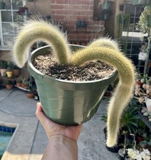 Monkey tail cactus for sale  Covina