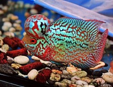 Sale exotic flowerhorn for sale  Garden Grove