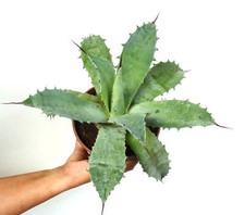 Agave ferox agave usato  Napoli