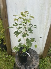 Acer pictum usugumo for sale  Hendersonville