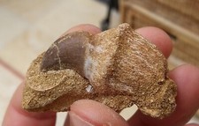 Mosasaur tooth cretaceous for sale  BURGESS HILL