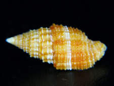 Mitra vexillum crocatum for sale  Kapolei
