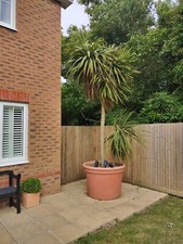 Palm tree tall for sale  SANDWICH