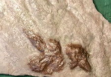 Dinosaur fossil footprints for sale  Brooklyn