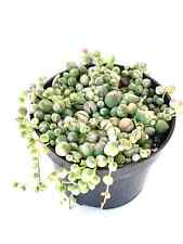 Variegated string pearls for sale  Castaic