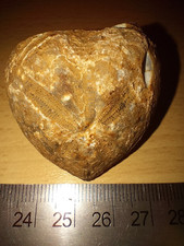 Micraster heart fossil for sale  THATCHAM