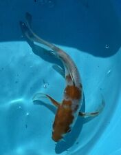 Koi carp butterfly for sale  BURNTWOOD