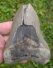 Dent fossile requin d'occasion  Agen