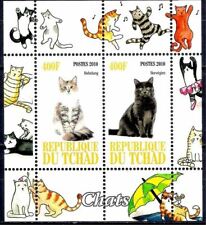 gatto norvegese usato gatto norvegese usato Trambileno