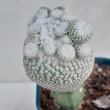 Rare epithelantha micromeris d'occasion  Loches
