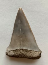 5.2cm chile hastalis usato  Due Carrare