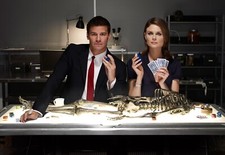 human bones for sale  Newport News