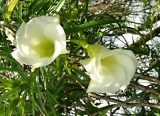 Thevetia peruviana alba d'occasion  Villemandeur