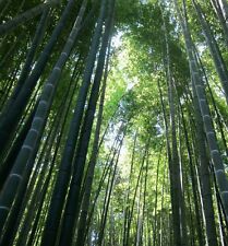 Moso bamboo seeds for sale  GLOUCESTER