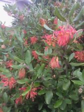 Grevillea moroko rare for sale  UCKFIELD