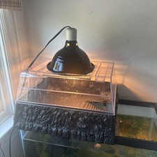 100 value turtle for sale  Los Angeles
