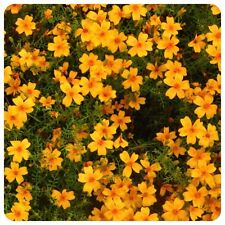 Tagetes tangerine gem gebraucht kaufen  Bayreuth