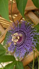 Talea pianta passiflora usato  Nettuno