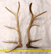 Real elk antlers for sale  USA