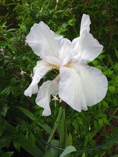 Iris germanica bearded for sale  HARLESTON