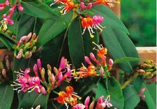 honeysuckle plants for sale honeysuckle plants for sale MARCH