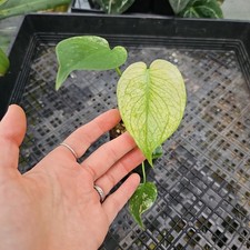 Monstera deliciosa white for sale  USA