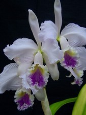 Flask cattleya enid for sale  USA
