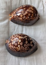 cypraea gebraucht kaufen cypraea gebraucht kaufen Halver