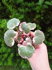 Saxifraga stolonifera tricolor for sale  Niagara Falls