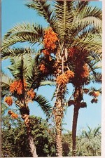 Florida sarasota jungle for sale  Wilmington
