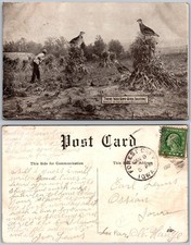 Exaggeration giant quail for sale  Mansfield