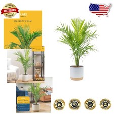 Lush majesty palm for sale  Charleston