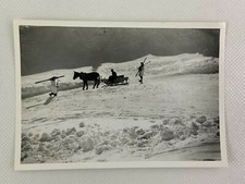 Mule pulling sled for sale  Foley