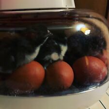 Marans hatching eggs for sale  Garden Prairie