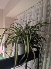 Big live variegated for sale  Philadelphia