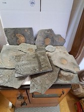 fossilien platte gebraucht kaufen fossilien platte gebraucht kaufen Berg b.Neumarkt i.d.OPf.