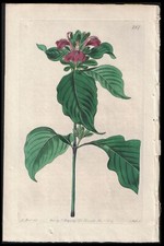1824 edwards botanical for sale  Spokane