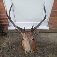 Stag head stewart for sale  BRACKNELL